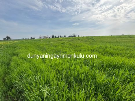 ÇANAKKALE BİGA DOĞANCI KÖYÜNDE 7071M2 SATILIK  TARLA